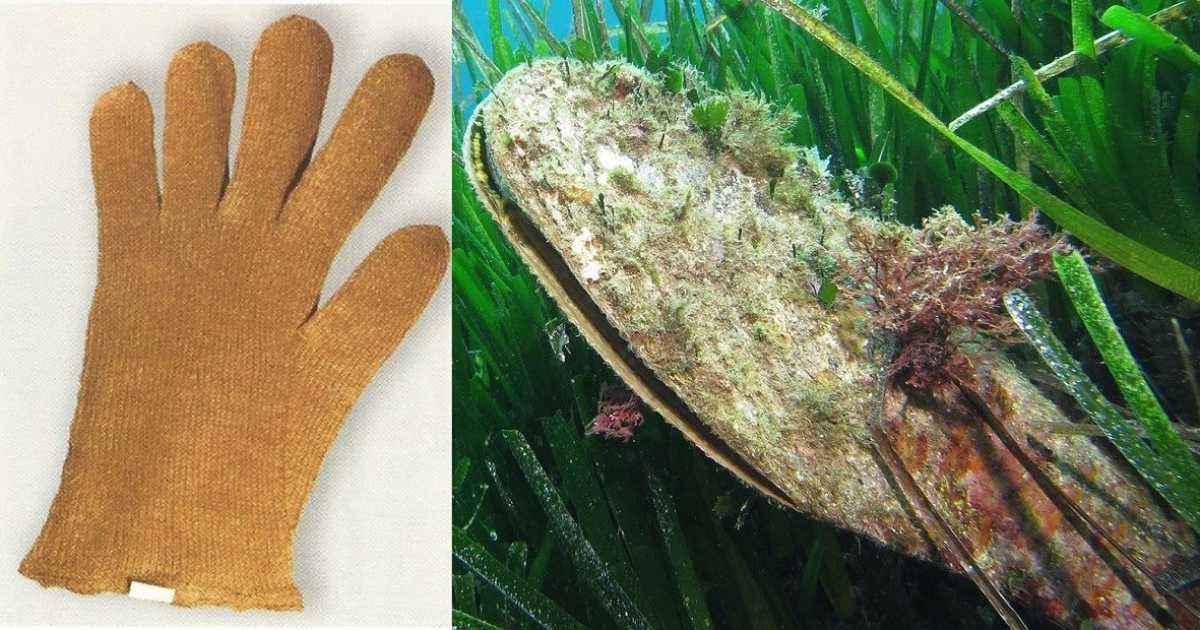 L'antica lavorazione del bisso: la "seta di mare" ricavata da un mollusco in via di estinzione 
